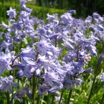 Гиацинтоидес испанский (Hyacinthoides hispanica), в прошлом — пролеска испанская (Scilla hispanica)
