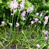 Пролеска пролесковидная (Scilla scilloides), или барнардия японская (Barnardia japonica)