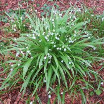 Лук странный (Allium paradoxum)