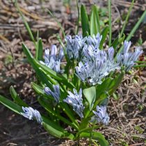 Пролеска пушкиниевидная (Scilla puschkinioides)