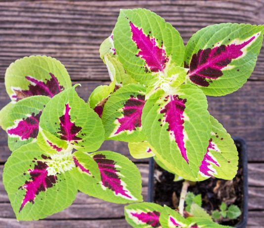 Простые правила черенкования колеусов