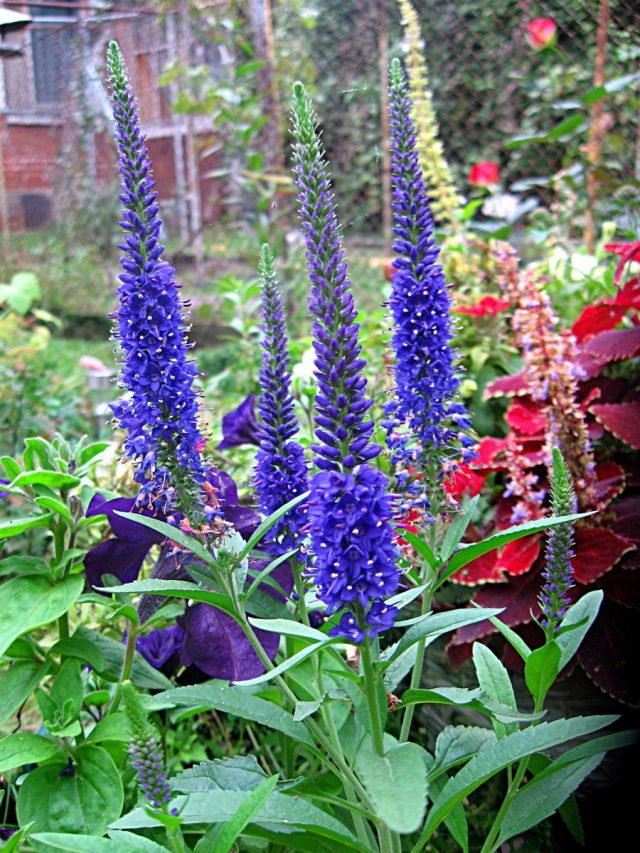 Вероника колосковая (Veronica spicata)