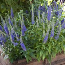Вероника «Блю Букет» (Blue Bouquet)