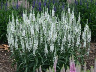 Вероника «Увайт Вандс» (White Wands)