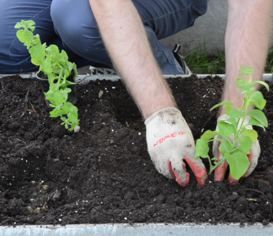 Высадите сеянцы, размещая росточек по центру лунки