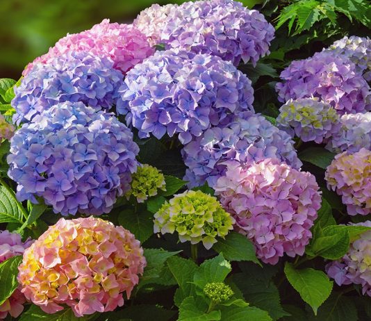 Гортензия — секреты цветного превращения