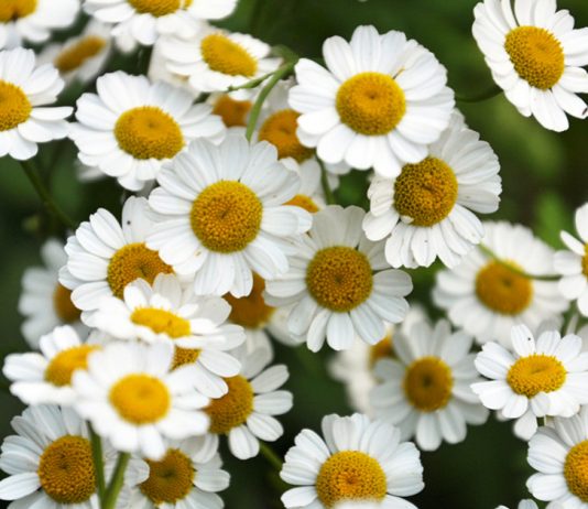 Пиретрум — природный инсектицид