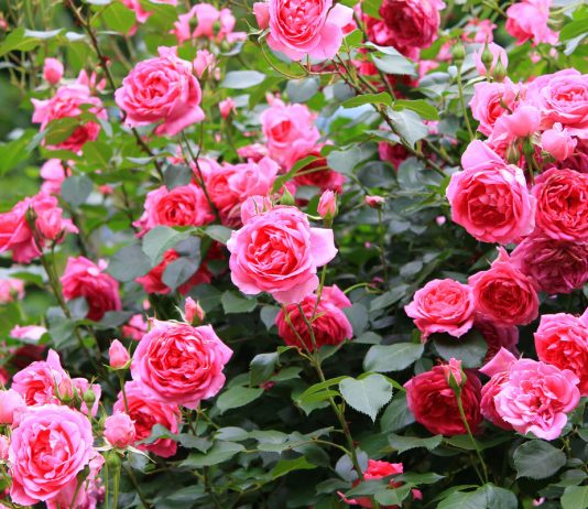 10 правил по-настоящему обильного цветения роз