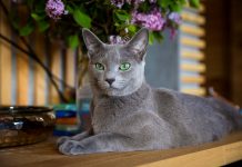 10 самых известных аборигенных пород кошек России