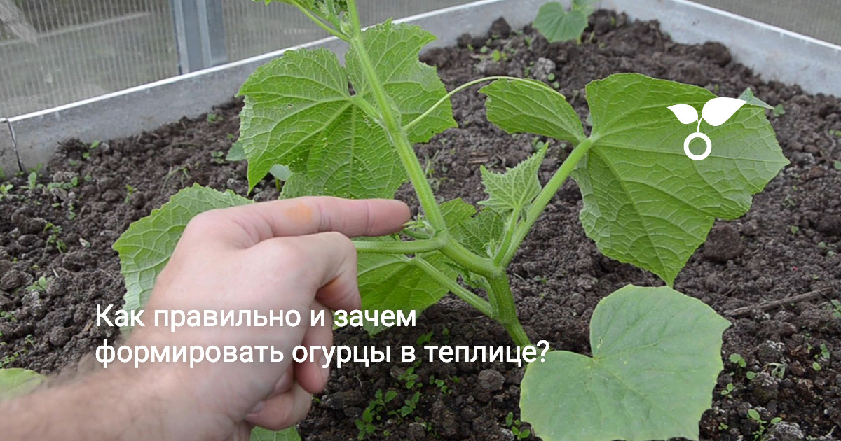 Как правильно и зачем формировать огурцы в теплице?