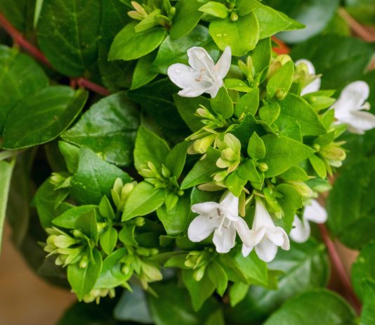 Абелия крупноцветковая — комнатная жимолость с медовым ароматом