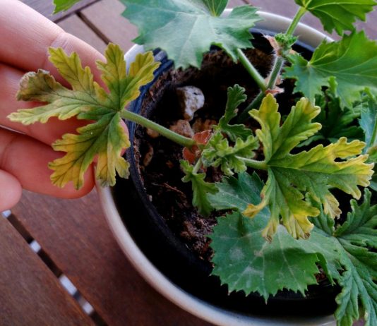 Чем болеет пеларгония?