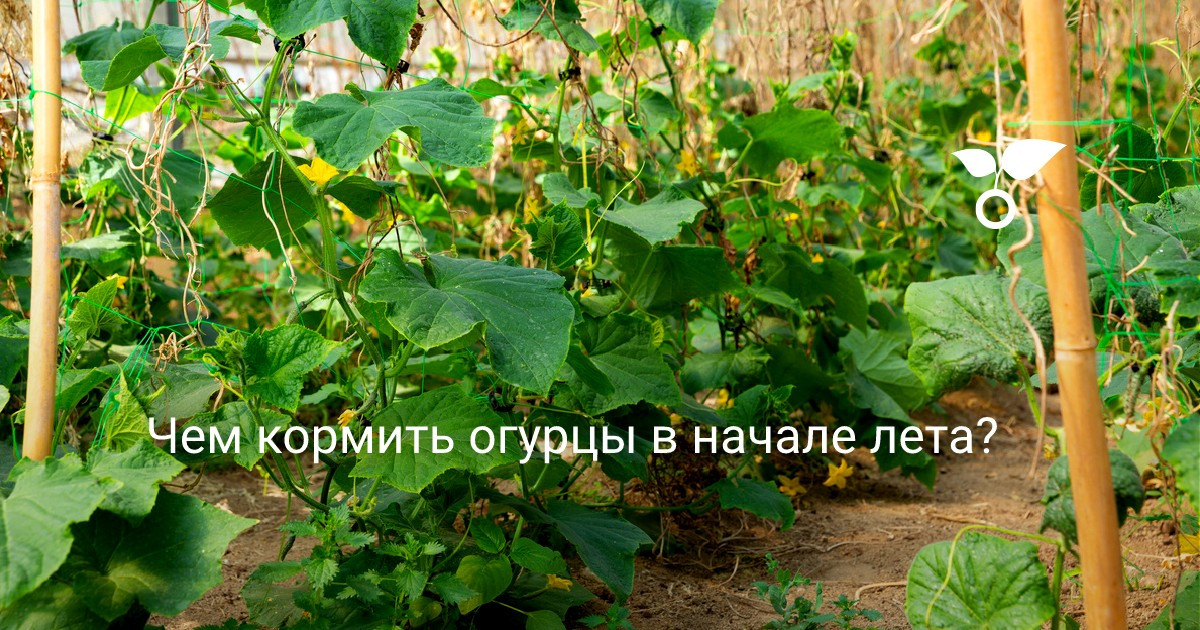 Чем кормить огурцы в начале лета?