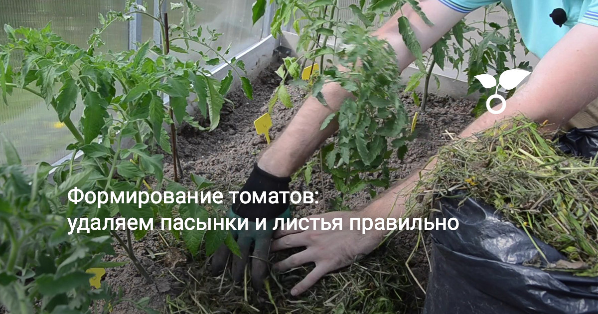 Формирование томатов: удаляем пасынки и листья правильно