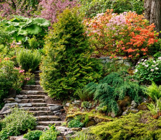 Как укрепить склон с помощью растений?