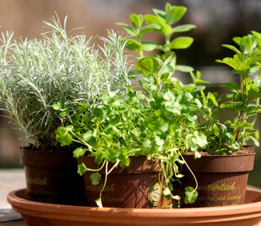 Какие целебные растения можно выращивать дома? - Красивоцветущие Какие целебные растения можно выращивать дома?