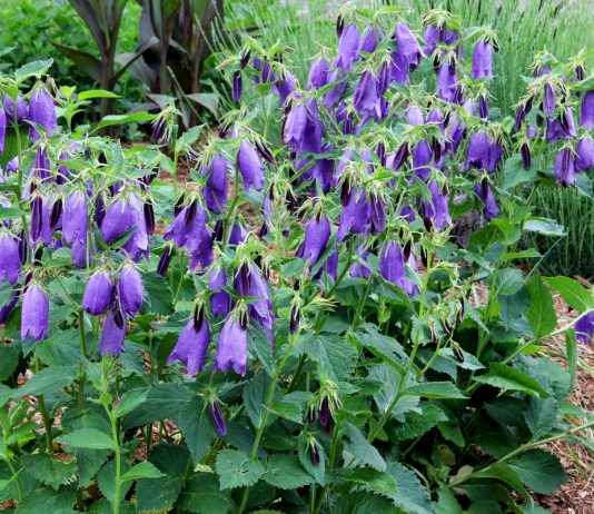 Колокольчик «Сарастро» — необычный и очень эффектный - Цветы многолетние Колокольчик «Сарастро» — необычный и очень эффектный