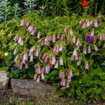 Колокольчик точечный (Campanula punctata)