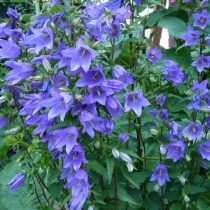 Колокольчик крапиволистный (Campanula trachelium)