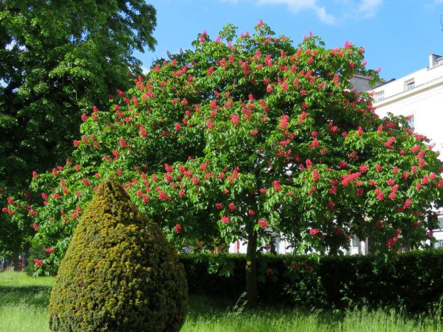 Конский каштан «Бриоти» (Aesculus carnea 'Briotii')