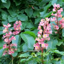 Конский каштан «Маргината» (Aesculus carnea 'Marginata')