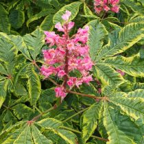 Конский каштан «Ауреомаргината» (Aesculus carnea 'Aureomarginata')