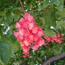 Конский каштан «Форт МакНайр» (Aesculus carnea 'Fort McNair')