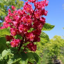 Конский каштан «Онейл Ред» (Aesculus carnea 'O'Neill Red')