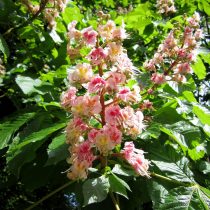 Конский каштан «Плантиренсис» (Aesculus carnea 'Plantierensis')