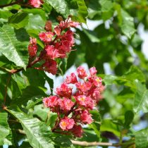 Конский каштан «Бриоти» (Aesculus carnea 'Briotii')