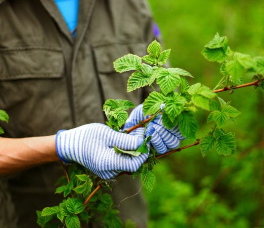 Малинный жук — как отвоевать ягоды?