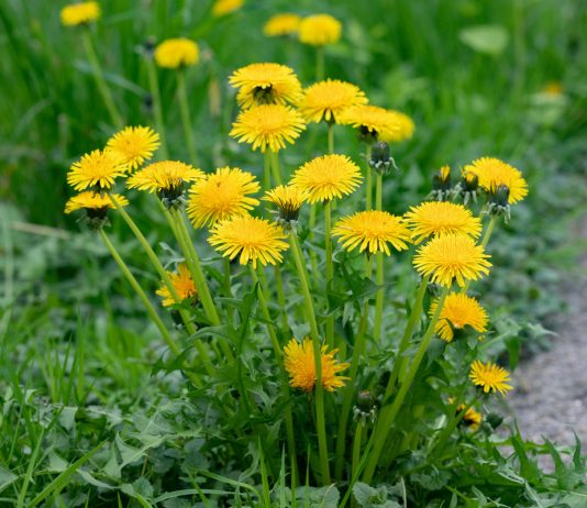 Одуванчик на участке — польза и вред