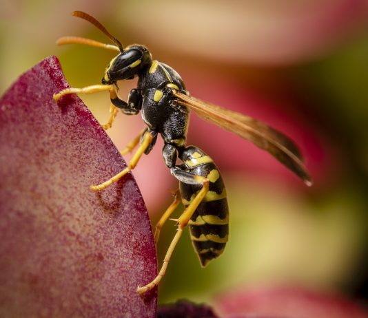 Осы и шершни — кого бояться и как бороться?