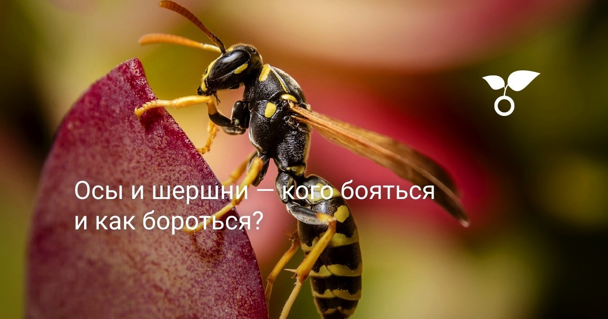 үлкен әдемі сиськи Әйелдер желіде еркекті попуга алады