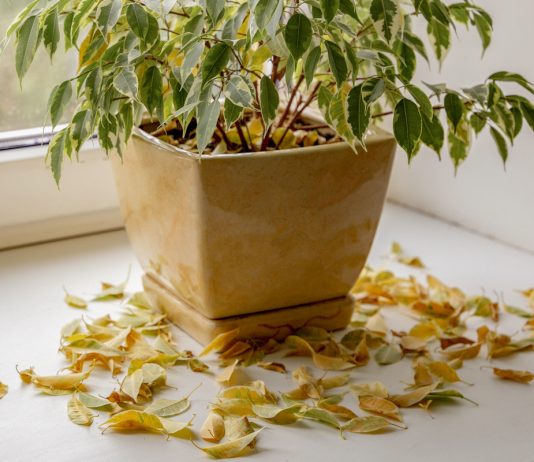 Почему опадают листья у фикусов?