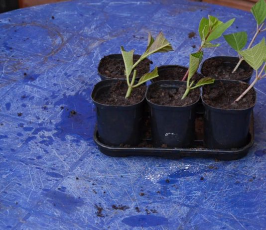 Правила и тонкости размножения гортензии черенкованием