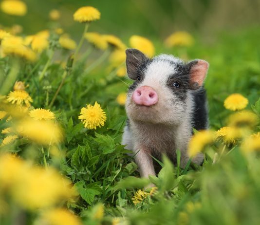 Самые интересные декоративные породы сельскохозяйственных животных