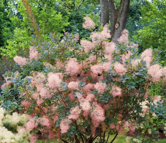 Скумпия кожевенная — особенности выращивания и использования в ландшафте