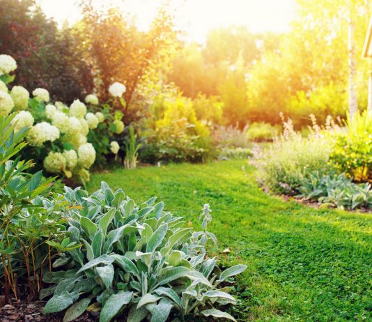 Типы освещенности на участке — как подобрать идеальное место растениям?