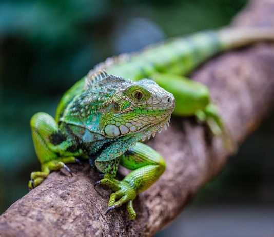 Зеленая игуана — как содержать домашнего дракончика?