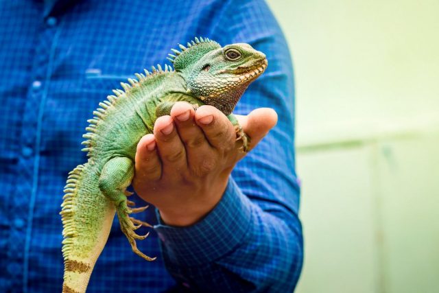 Игуана обыкновенная (Iguana iguana)
