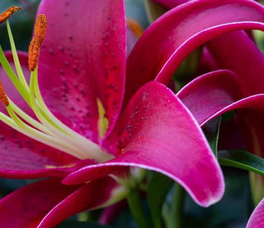 Уход за лилиями после цветения