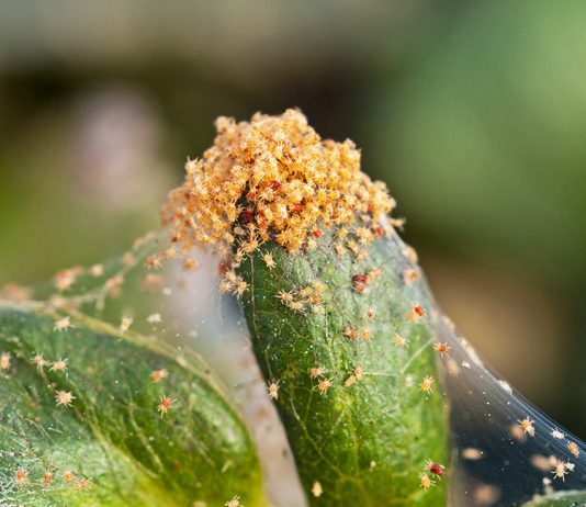 Паутинный клещ — меры борьбы с вредителем