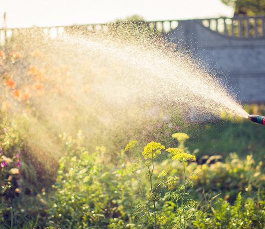 Как помочь растениям в жару