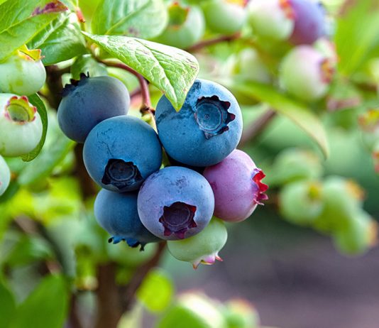 Уход за голубикой садовой летом - Ягодник Уход за голубикой садовой летом