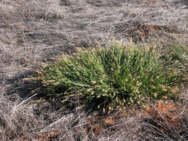 Ценхрус малоцветковый (Cenchrus pauciflorus Benth) Ценхрус малоцветковый (Cenchrus pauciflorus Benth)