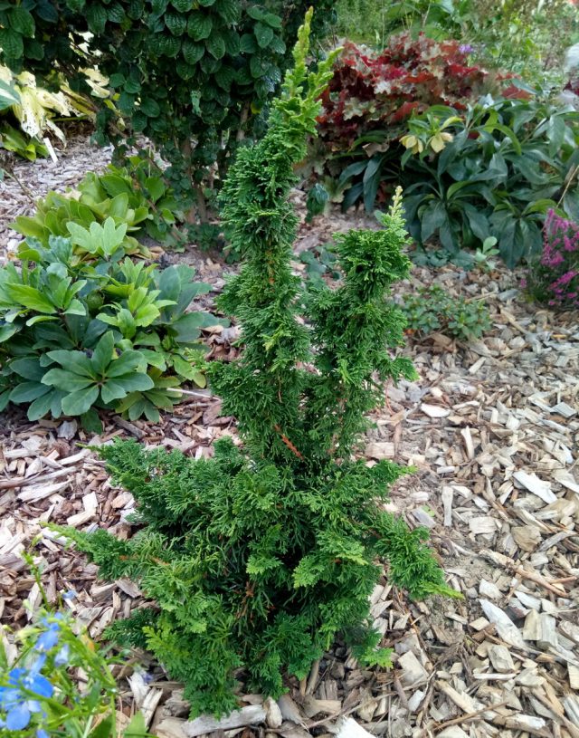 Туя западная «Саграда» (Thuja occidentalis 'Sagrada') Туя западная «Саграда» (Thuja occidentalis 'Sagrada')