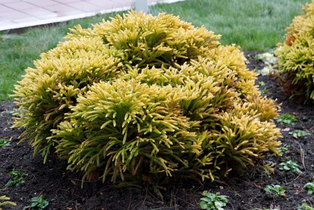 Туя западная «Голден Таффет» (Thuja occidentalis 'Golden Tuffet') Туя западная «Голден Таффет» (Thuja occidentalis 'Golden Tuffet')