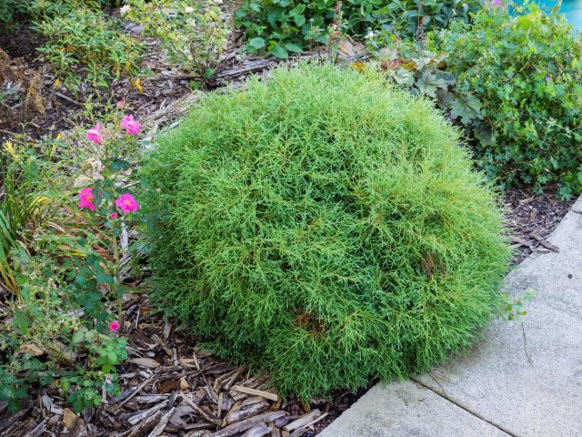 Туя западная «Мистер Боулинг Болл» (Thuja occidentalis 'Mr. Bowling Ball') Туя западная «Мистер Боулинг Болл» (Thuja occidentalis 'Mr. Bowling Ball')