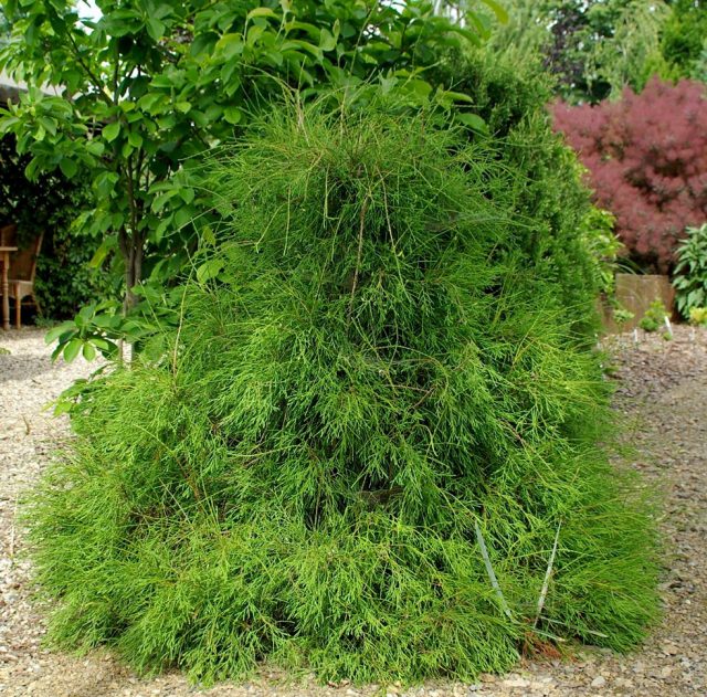 Туя западная «Филиформис» (Thuja occidentalis 'Filiformis') Туя западная «Филиформис» (Thuja occidentalis 'Filiformis')